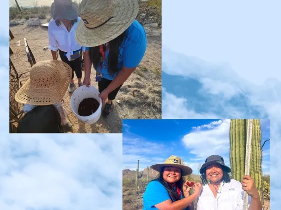 Bahidaj saguaro fruit harvest