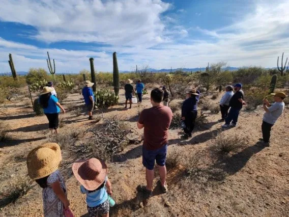 Bahidaj saguaro fruit harvest