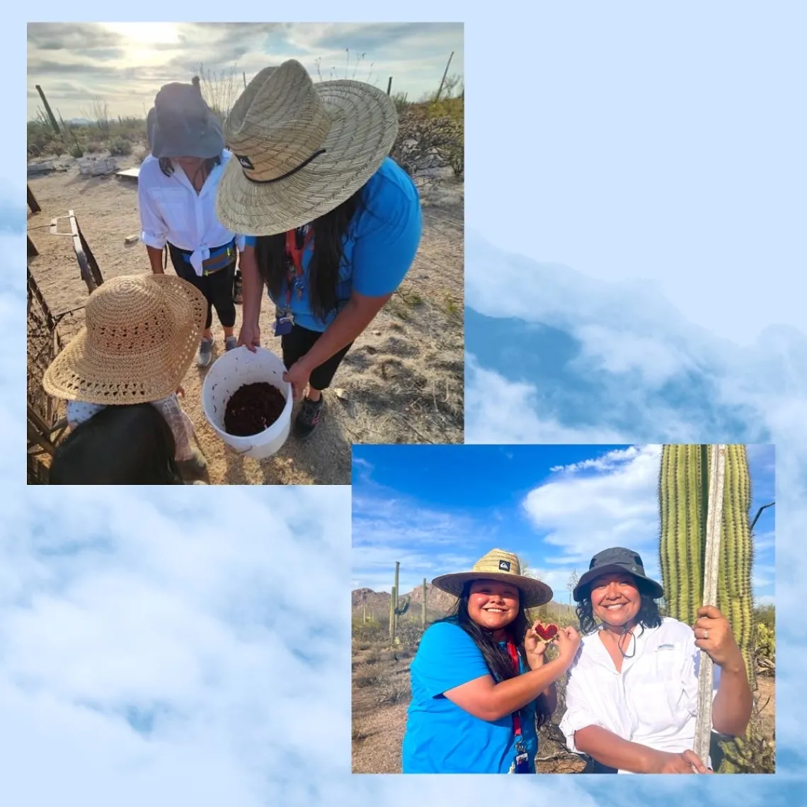 Bahidaj saguaro fruit harvest