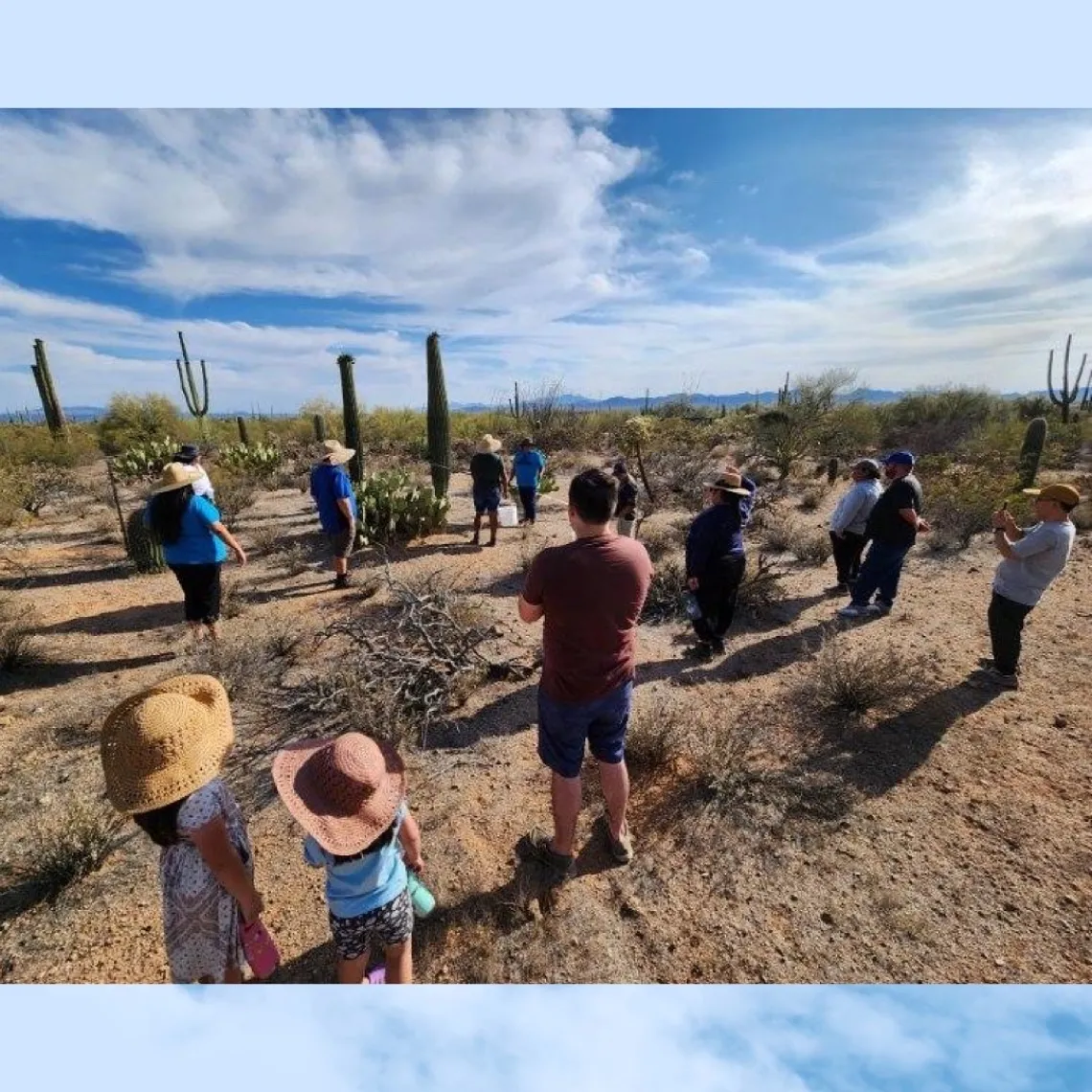 Bahidaj saguaro fruit harvest